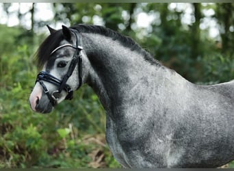 Welsh-A, Stallone, 3 Anni, 118 cm, Grigio