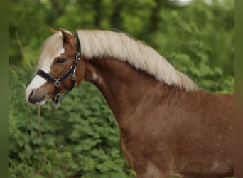 Welsh-A, Stallone, 3 Anni, 121 cm, Sauro