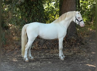 Welsh-A, Stallone, 3 Anni, 123 cm, Cremello