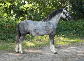 Welsh-A, Stallone, 4 Anni, 118 cm, Grigio pezzato