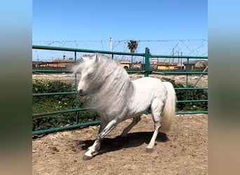 Welsh-A, Stallone, 5 Anni, 110 cm, Grigio