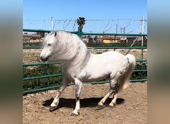Welsh-A, Stallone, 5 Anni, 110 cm, Grigio