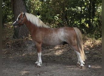Welsh-A, Stallone, 8 Anni, 115 cm, Sauro