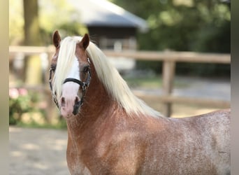 Welsh-A, Stallone, 8 Anni, 115 cm, Sauro