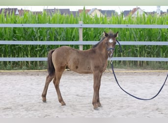 Welsh-A Mix, Stallone, Puledri
 (03/2023), 120 cm, Morello