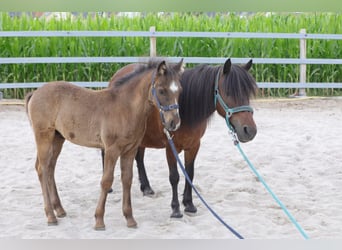 Welsh-A Mix, Stallone, Puledri
 (03/2023), 120 cm, Morello