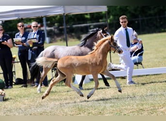 Welsh-A, Stallone, Puledri
 (01/2023), 120 cm, Sauro