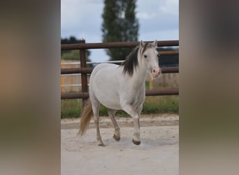 Welsh-A, Stute, 10 Jahre, 110 cm, Schimmel