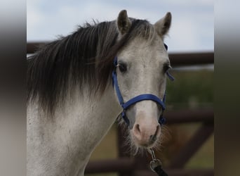 Welsh-A, Stute, 10 Jahre, 110 cm, Schimmel
