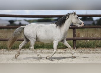 Welsh-A, Stute, 10 Jahre, 110 cm, Schimmel