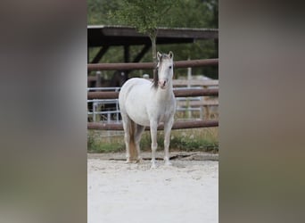 Welsh-A, Stute, 10 Jahre, 110 cm, Schimmel