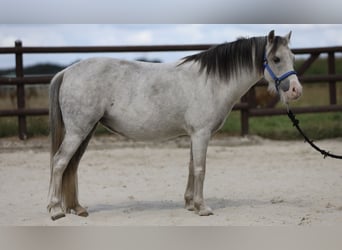 Welsh-A, Stute, 10 Jahre, 110 cm, Schimmel
