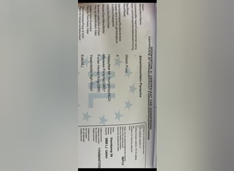 Welsh-A, Stute, 10 Jahre, 115 cm, Buckskin