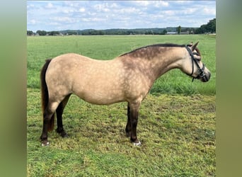 Welsh-A, Stute, 10 Jahre, 115 cm, Buckskin
