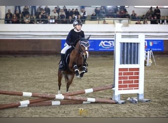 Welsh-A, Stute, 10 Jahre, 116 cm, Brauner