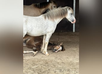 Welsh-A, Stute, 10 Jahre, 118 cm, Apfelschimmel