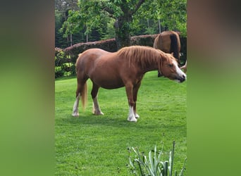 Welsh-A, Stute, 10 Jahre, 118 cm, Fuchs