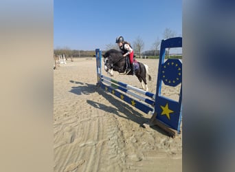 Welsh-A, Stute, 10 Jahre, 120 cm, Schecke