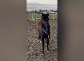 Welsh-A Mix, Stute, 10 Jahre, 122 cm, Rappe