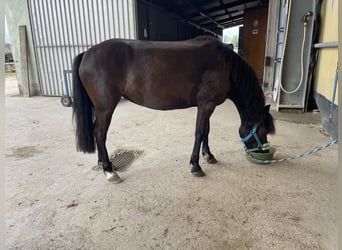 Welsh-A Mix, Stute, 10 Jahre, 122 cm, Rappe