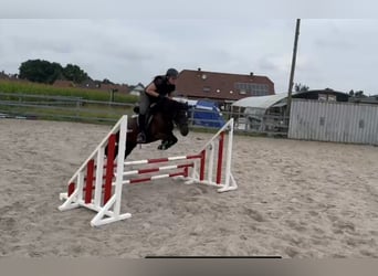 Welsh-A Mix, Stute, 10 Jahre, 122 cm, Rappe