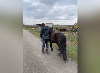 Welsh-A Mix, Stute, 10 Jahre, 122 cm, Rappe