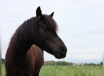 Welsh-A Mix, Stute, 10 Jahre, 122 cm, Rappe