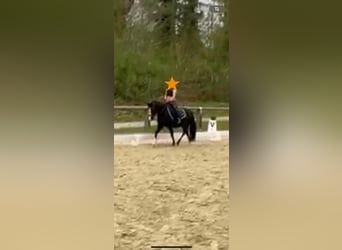 Welsh-A, Stute, 10 Jahre, 128 cm, Rappe