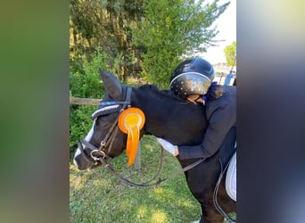 Welsh-A, Stute, 10 Jahre, 128 cm, Rappe