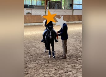 Welsh-A, Stute, 10 Jahre, 128 cm, Rappe