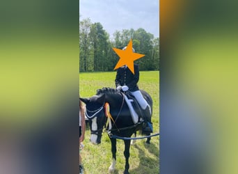 Welsh-A, Stute, 10 Jahre, 128 cm, Rappe