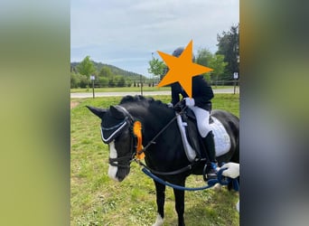 Welsh-A, Stute, 10 Jahre, 128 cm, Rappe