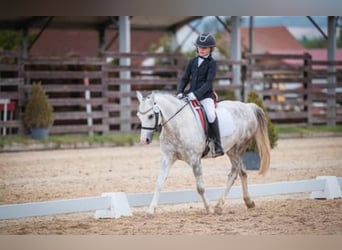 Welsh-A, Stute, 10 Jahre, 135 cm, Schimmel