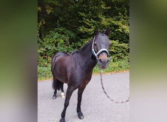 Welsh-A Mix, Stute, 11 Jahre, 119 cm, Schwarzbrauner