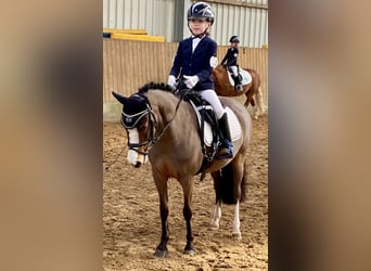 Welsh-A, Stute, 11 Jahre, 120 cm, Brauner