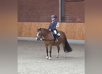 Welsh-A, Stute, 11 Jahre, 120 cm, Brauner