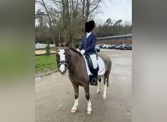 Welsh-A, Stute, 11 Jahre, 120 cm, Dunkelfuchs