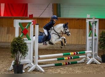 Welsh-A, Stute, 11 Jahre, 121 cm, Apfelschimmel