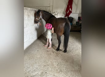 Welsh-A, Stute, 11 Jahre, 122 cm, Brauner