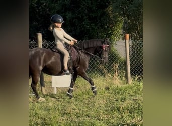 Welsh-A, Stute, 11 Jahre, 123 cm, Rappe