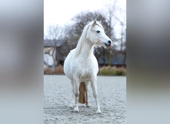 Welsh-A, Stute, 11 Jahre, 124 cm, Schimmel