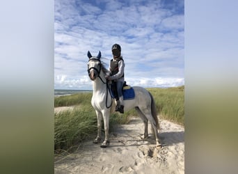 Welsh-A, Stute, 11 Jahre, 127 cm, Schimmel