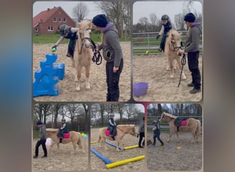 Welsh-A, Stute, 11 Jahre, Palomino