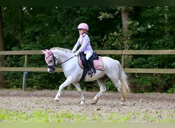 Welsh-A, Stute, 12 Jahre, 117 cm, Schimmel