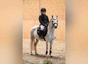 Welsh-A, Stute, 12 Jahre, 118 cm, Schimmel