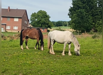 Welsh-A, Stute, 12 Jahre, 121 cm, Schimmel
