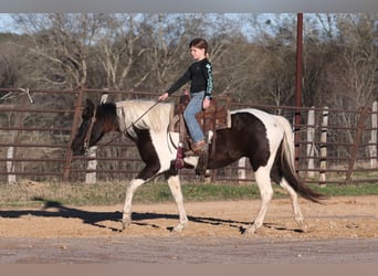 Welsh-A, Stute, 12 Jahre, 135 cm