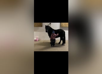 Welsh-A Mix, Stute, 13 Jahre, 110 cm, Schwarzbrauner