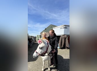 Welsh-A, Stute, 13 Jahre, 114 cm, Schimmel