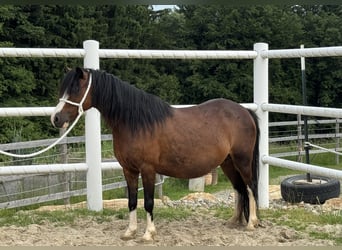 Welsh-A, Stute, 13 Jahre, 117 cm, Dunkelbrauner